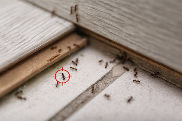 Best Affordable Pest Control Services  in Sweet Home, AR