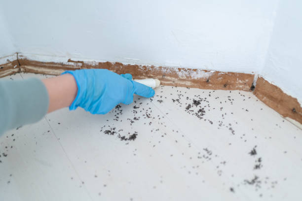 Wasp Removal Services in Sweet Home, AR